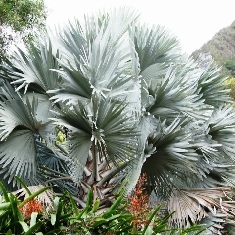 Amazon.co.jp: 186.葉が銀色に輝くヤシのカリスマ的存在！ビスマルキア