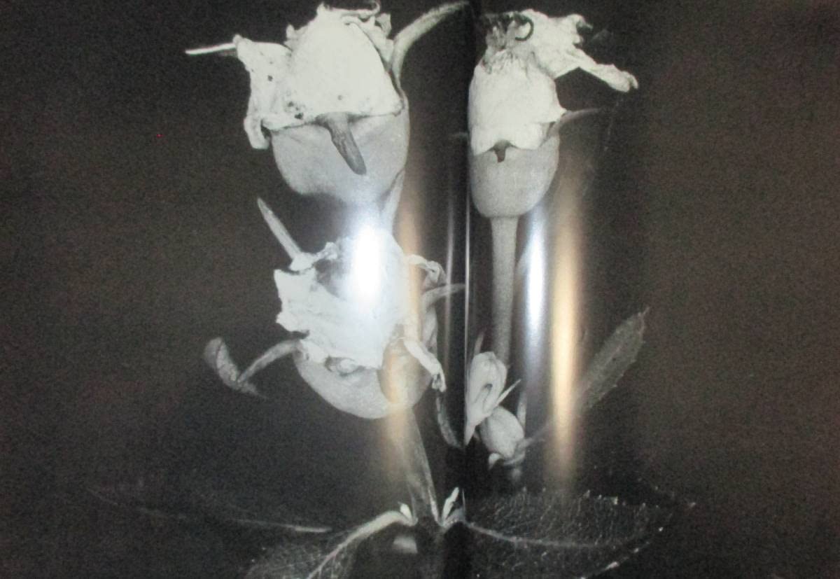 Amazon.co.jp: 荒木経惟 Nobuyoshi ARAKI アラーキー エロトス 写真集