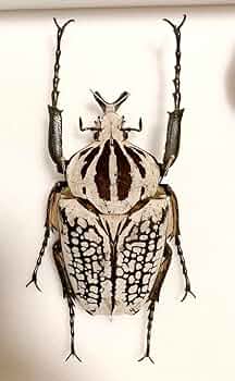 Amazon.co.jp: ゴライアスオオツノハナムグリ 標本 : おもちゃ