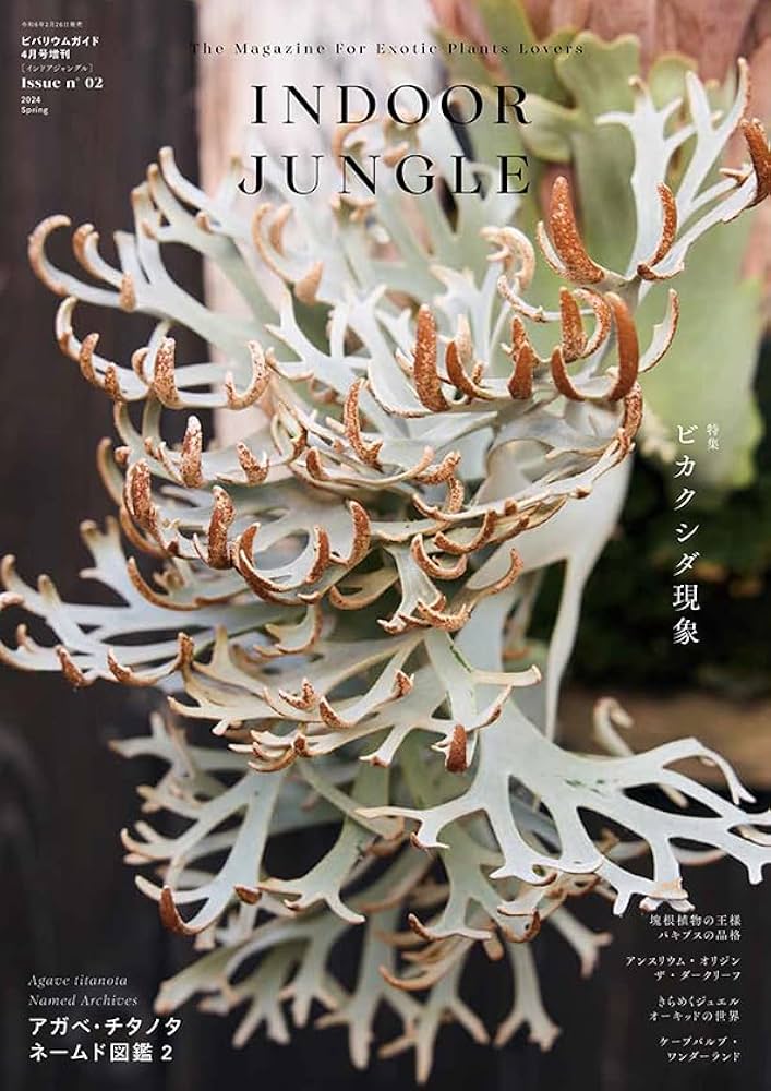INDOOR JUNGLE（インドアジャングル） No.02 ビカクシダ現象 | INDOOR