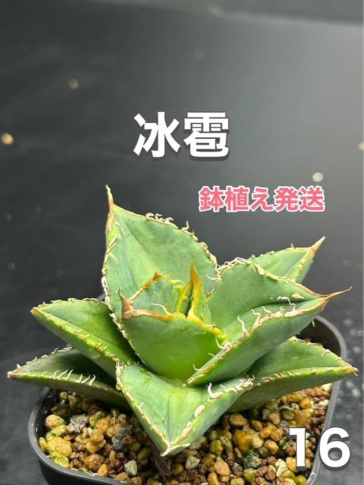 s*n様 多肉植物・アガベ ・チタノタ・“精品冰雹” ・極上株ブツブツ N*V