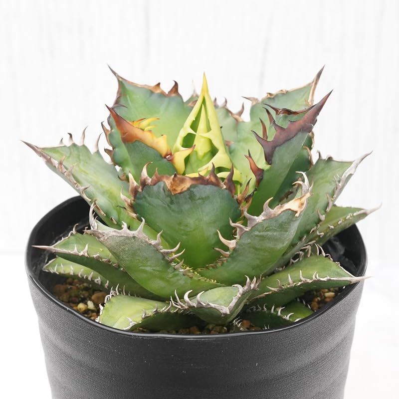 Amazon.co.jp: アガベ・チタノタ「レッドキャット・ウィーズル」 4.5号