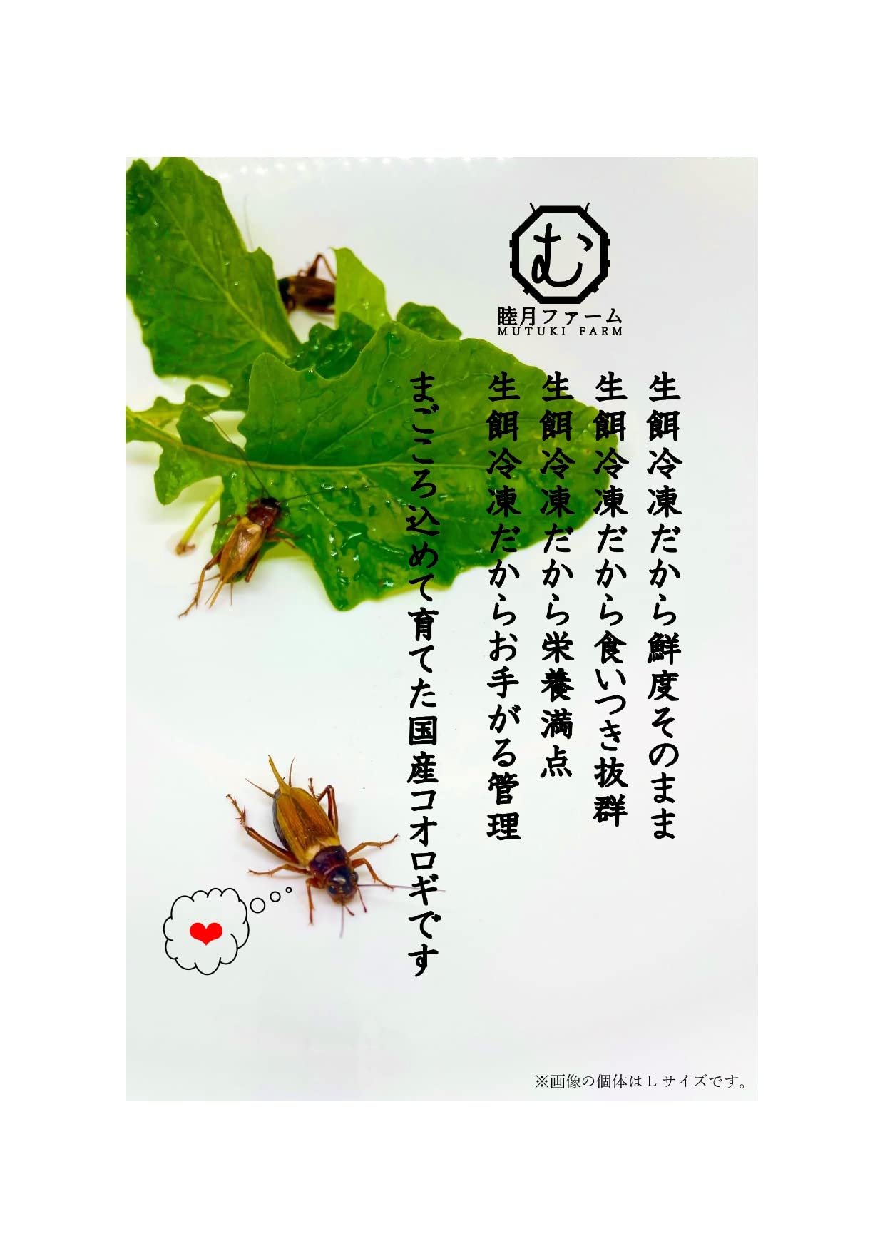 Amazon | 【Lサイズ処理済み】冷凍フタホシコオロギ 100g(約140～170匹