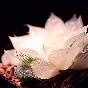 Amazon.co.jp: 多肉植物 ハオルチア 白蛇伝 葉挿し苗 発根済み : おもちゃ