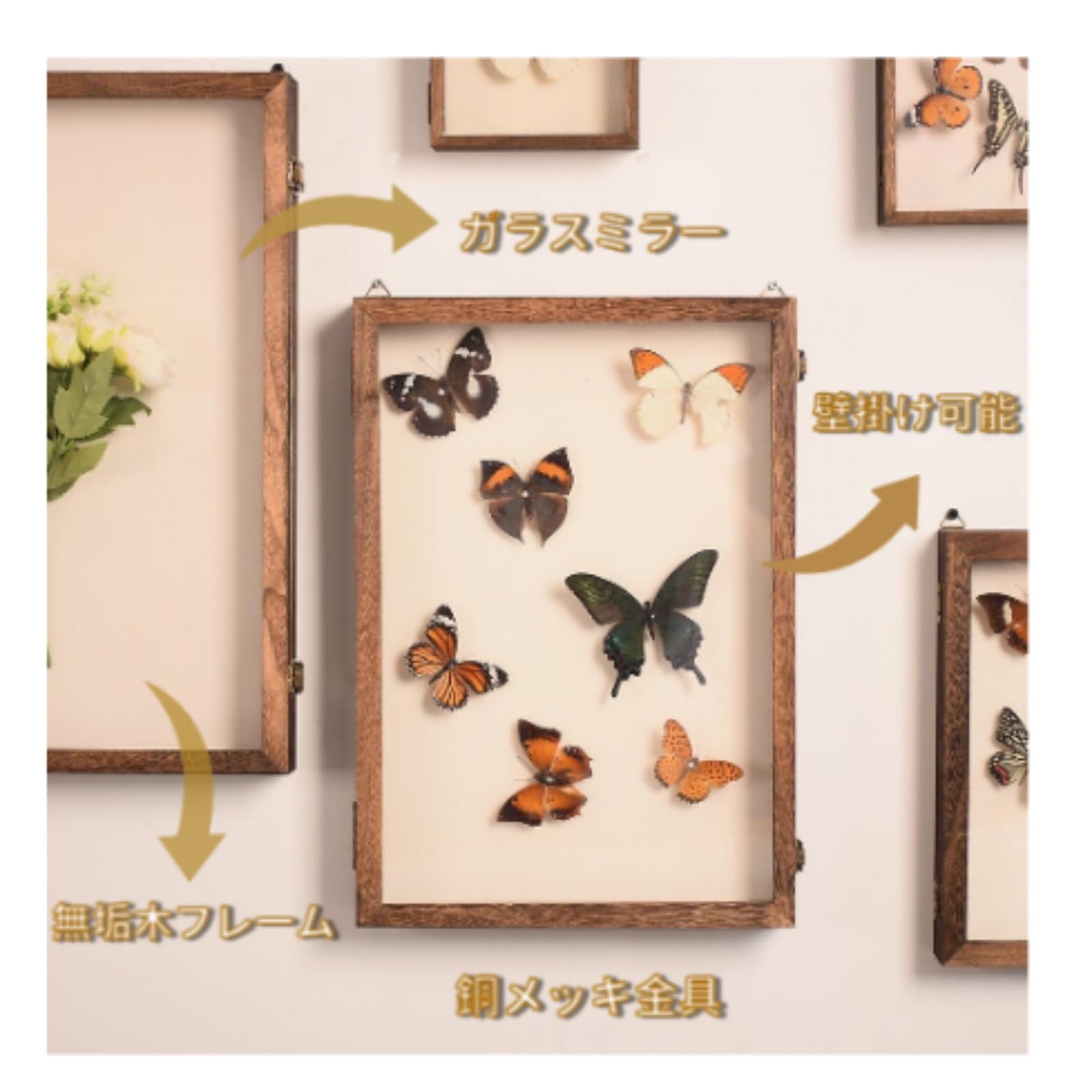 Amazon.co.jp: 昆虫 標本ケース 大型サイズ（45×32×6cm）標本収納