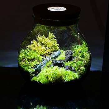 Amazon.co.jp: 【苔庵介る】 【LEDで光る】苔テラリウム 完成品 10cm