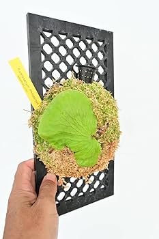 Amazon.co.jp: P.coronarium Philippines Dwarf① @bikamori.com