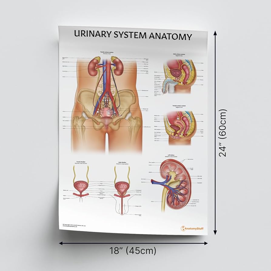 医学図譜集 腎臓編【Frank H. Netter 解剖学専門書 医学イラスト本