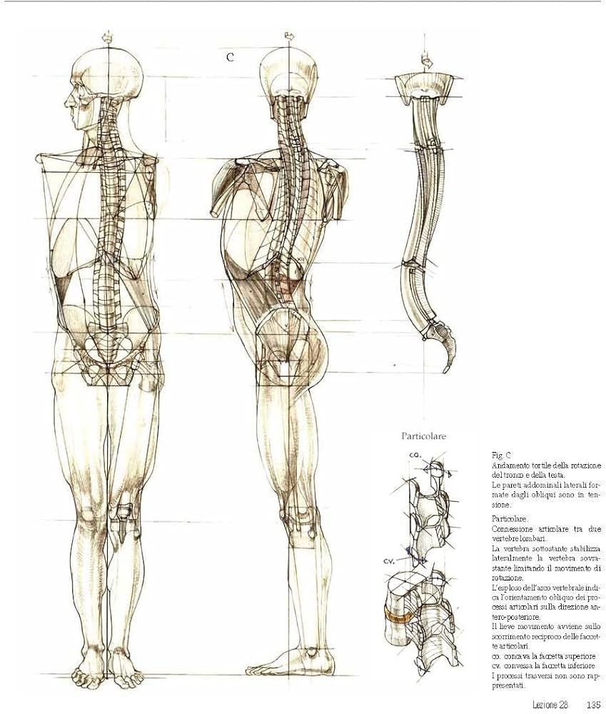 アート・デザイン・音楽 Struttura uomo in movimento Amazon.com