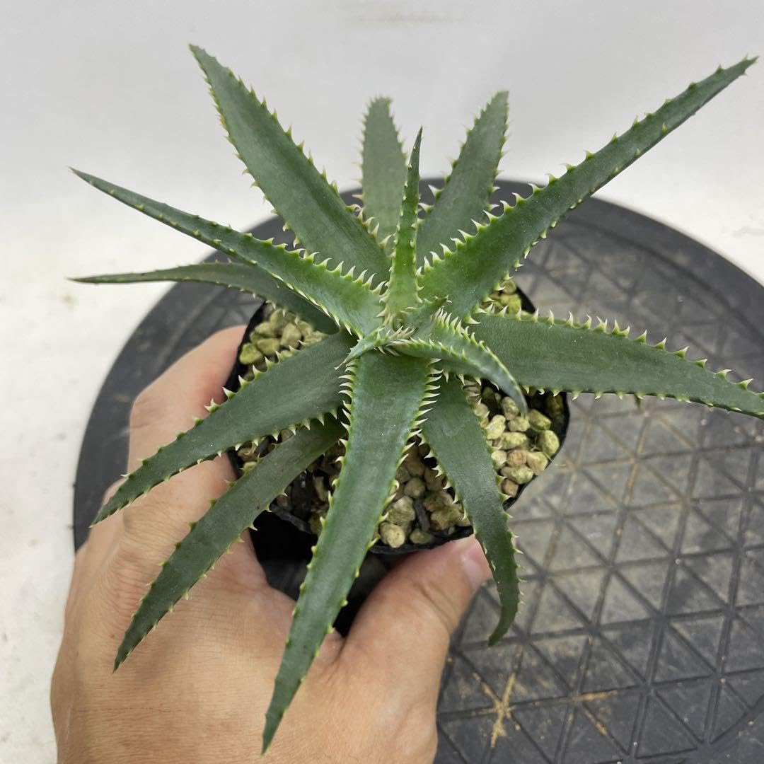 Amazon.co.jp: アロエ TCT ハイブリッド ブルーシャーク 抜き苗発送