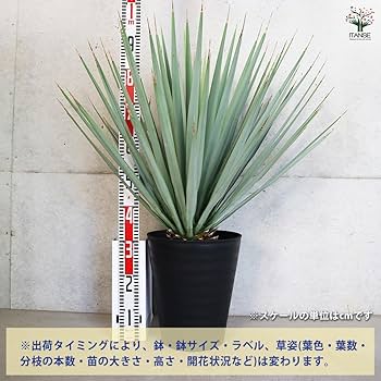 Amazon｜ITANSE ユッカ リギダ 10号 1個売り【品種で選べる観葉