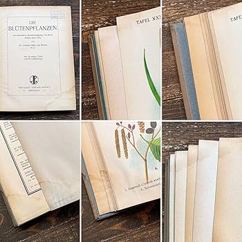 Amazon.co.jp: [難あり]ドイツの古い植物図鑑(DIE BLUTENPFLANZEN 1921