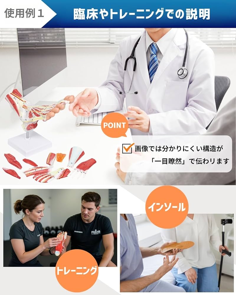 Amazon.co.jp: KIYOMARU 足部解剖模型 10パーツ 等身大 軟部組織付き