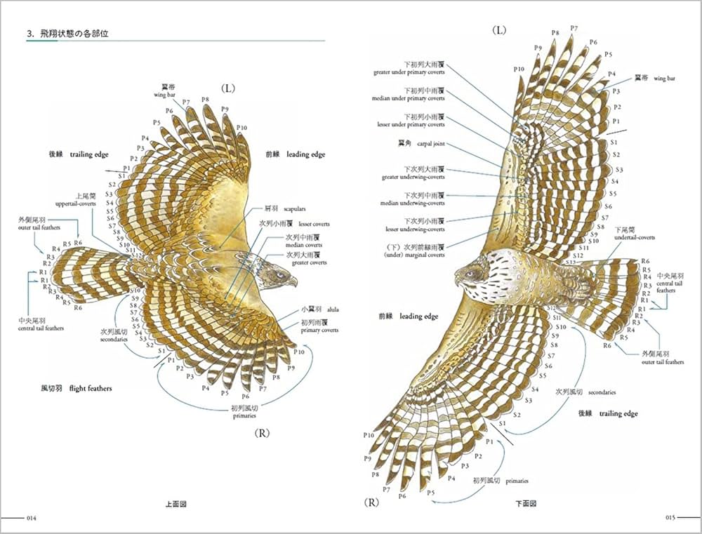 Amazon.co.jp: クマタカ生態図鑑 : 若尾 親, 山﨑 亨: 本