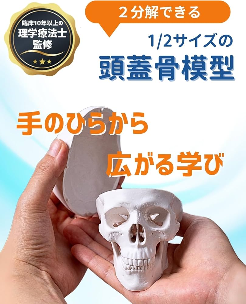Amazon.co.jp: KIYOMARU 手のひらサイズのミニ頭蓋骨模型 人体模型