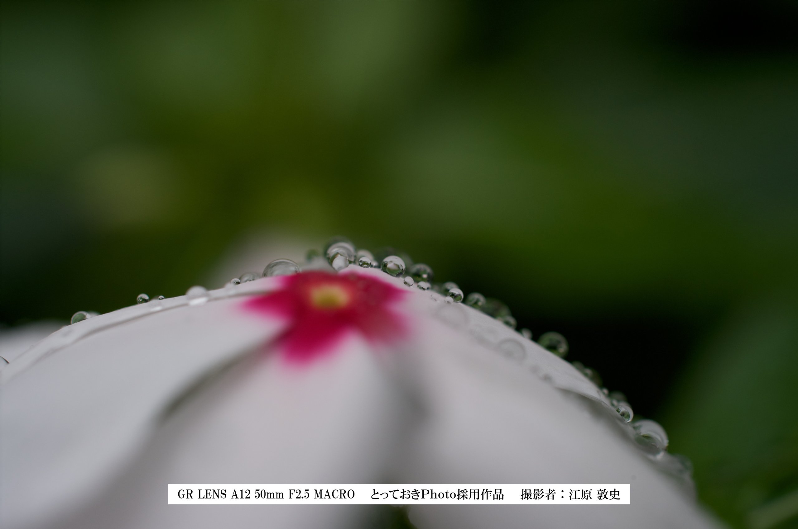 Amazon | RICOH GXR カメラユニットGR LENS GR LENS A12 50mm F2.5