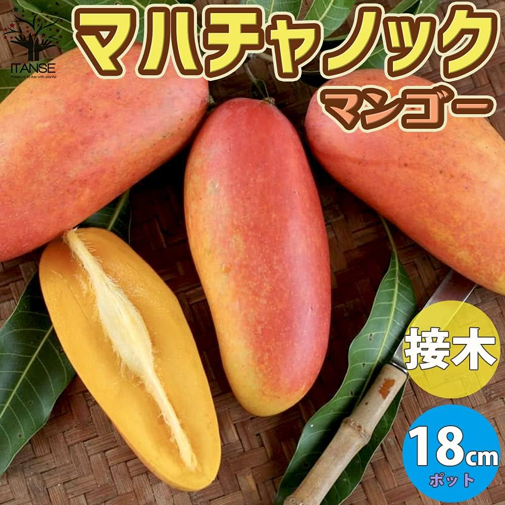 Amazon.co.jp: マンゴーの苗木 品種:マハチャノック 6号硬質ポット 2