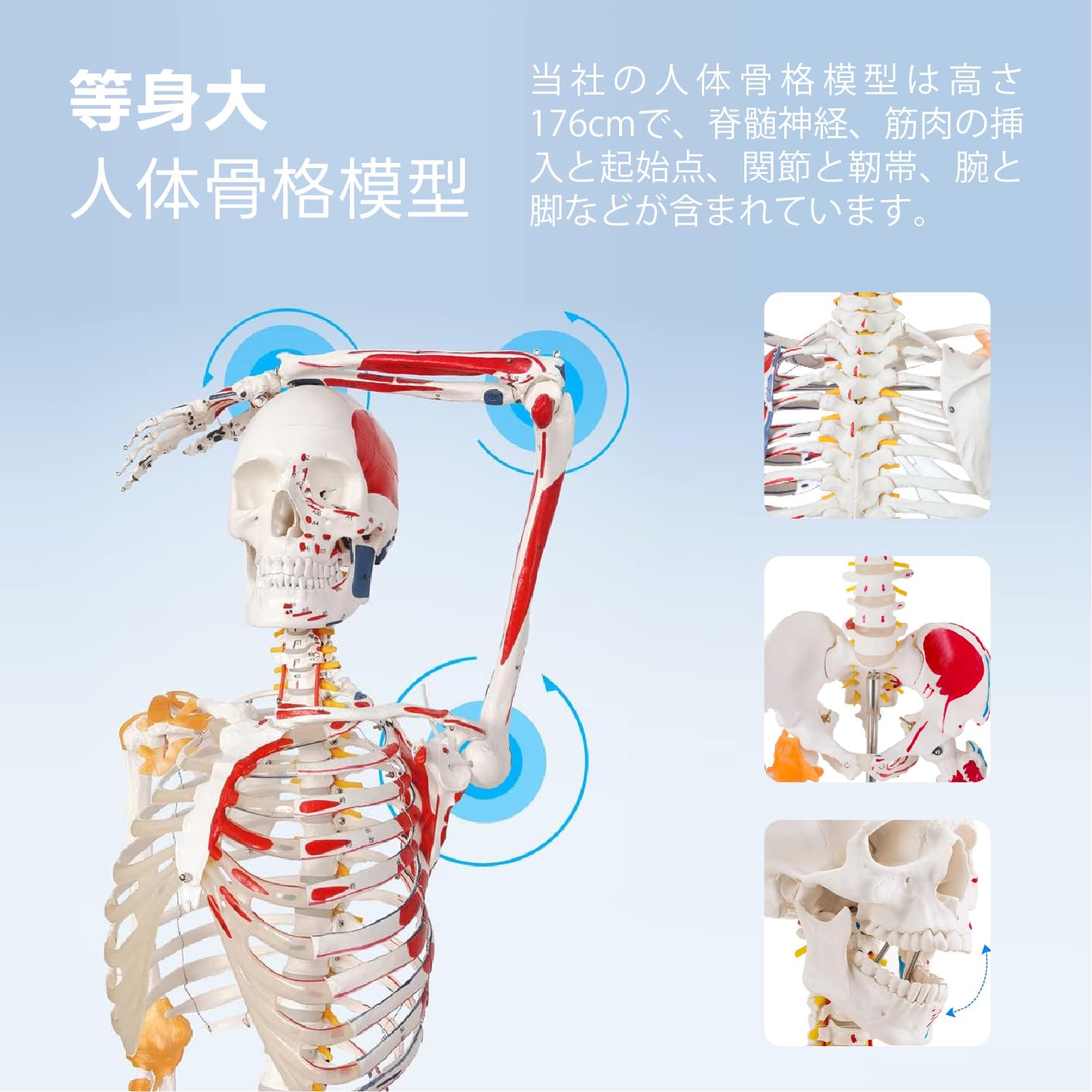Amazon.co.jp: Kurflo 人体骨格模型 教育用 【176cm】 等身大 人体模型