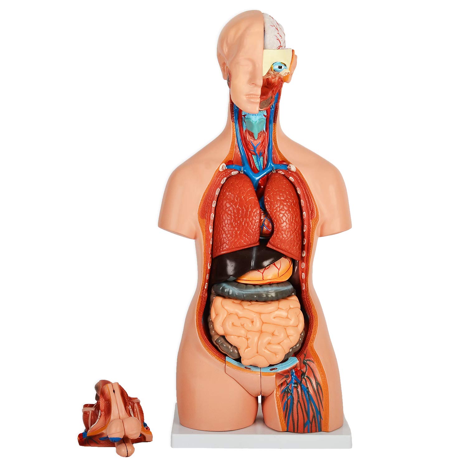 Amazon.co.jp: [JUEKO]人体模型 [全20パーツ 85㎝ 等身大] ユニ