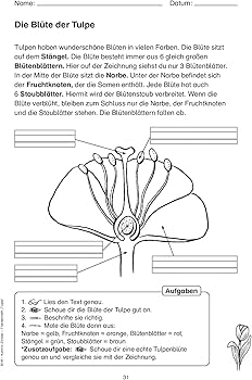 Themenheft Tulpe by Zindler, Kathrin, Thoenes, Sonja - Amazon.ae