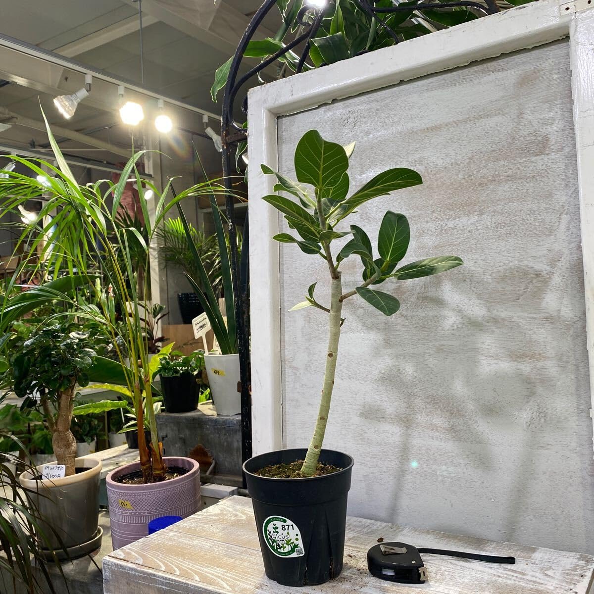 Amazon.co.jp: フィカス ベンガレンシス オードリー① 5号 鉢底から約