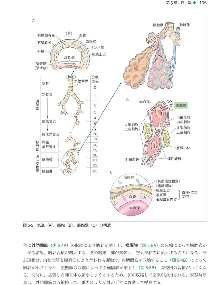 基礎歯科生理学 第7版 | 岩田 幸一, 井上 富雄, 舩橋 誠, 加藤 隆史