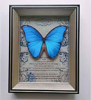 Amazon.co.jp: ジャイアントブルーモルフォ蝶標本、本物の