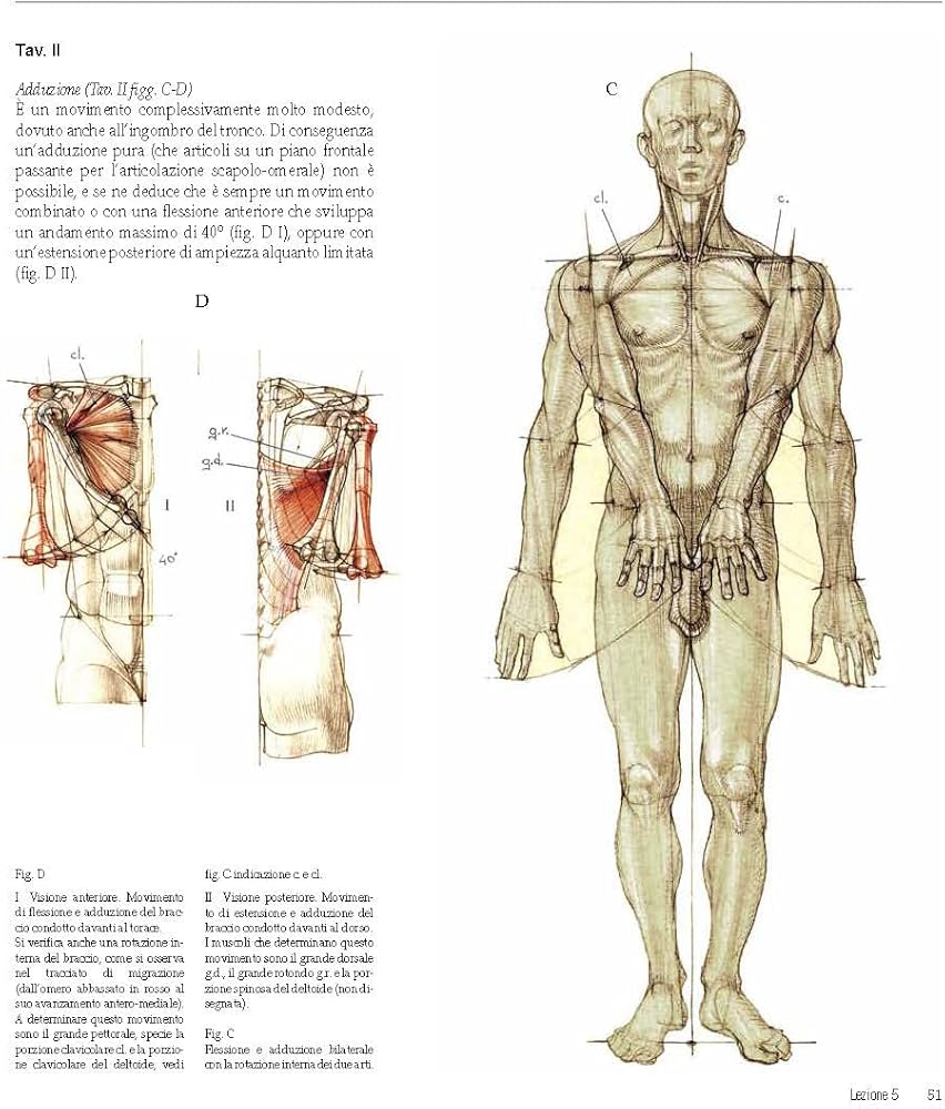 Amazon.com: Struttura uomo in movimento. Manuale di anatomia