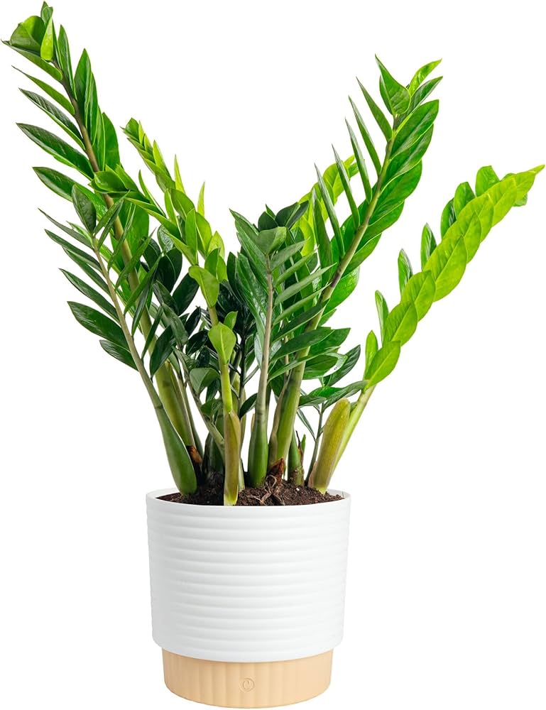 Amazon.com: Costa Farms ZZ Live Plant in Decorative Pot, Easy to