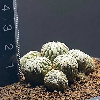 Amazon.co.jp: ペレキフォラ 精巧丸 群生株 サボテン レア種 抜き苗