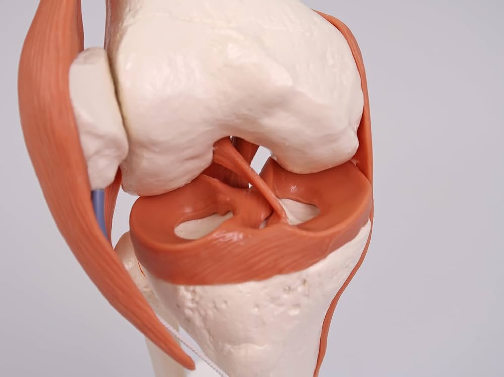 Amazon.co.jp: 可動型の膝関節模型，伸縮性のある靭帯付き - 膝関節