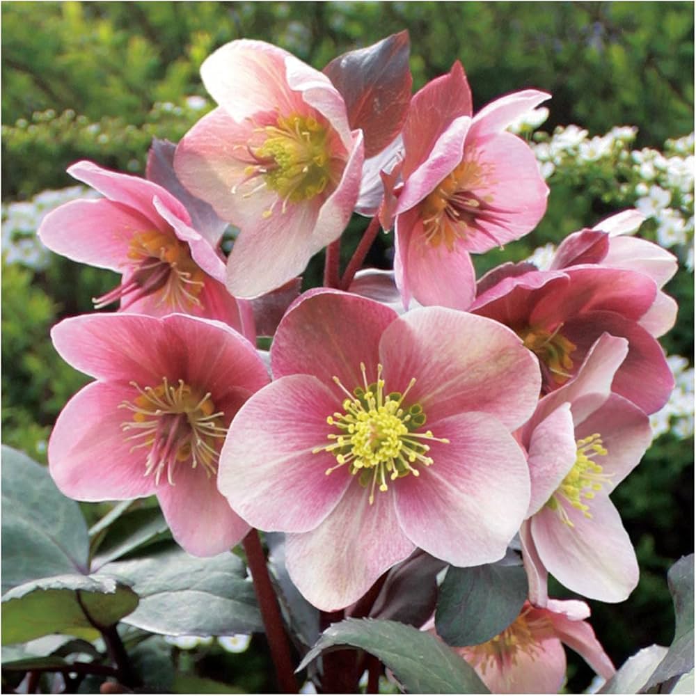 Amazon.co.jp: 花農舎（かのうしゃ）クリスマスローズ HGCピンク