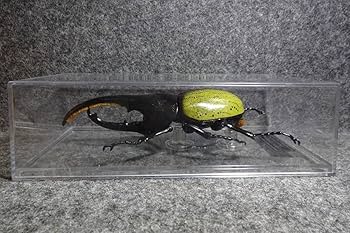 Amazon.co.jp: ヘラクレススオオカブト デアゴスティーニ 世界の昆虫