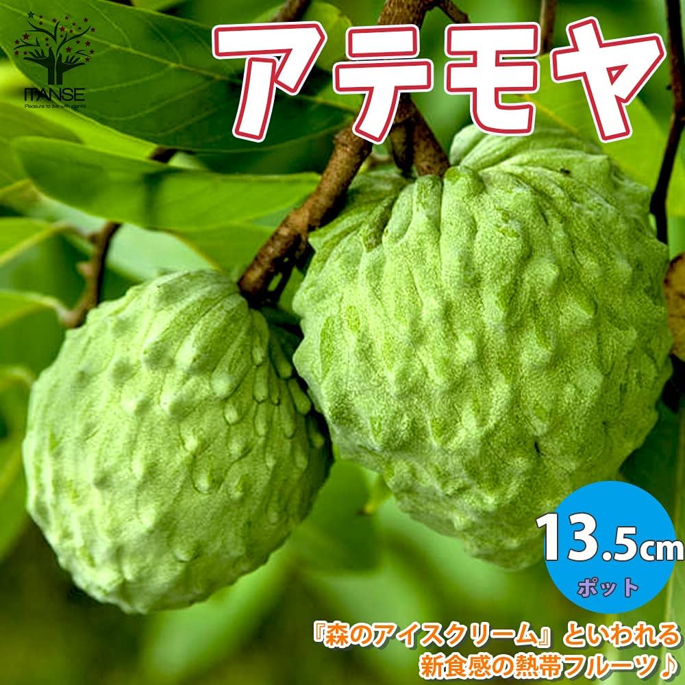 Amazon.co.jp: ITANSE アテモヤ 接木苗 4.5号ポット 品種で