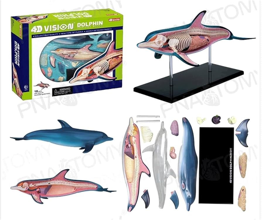 Amazon.co.jp: 解剖学モデル 4D-Vision イルカ解剖学モデル、動物教育