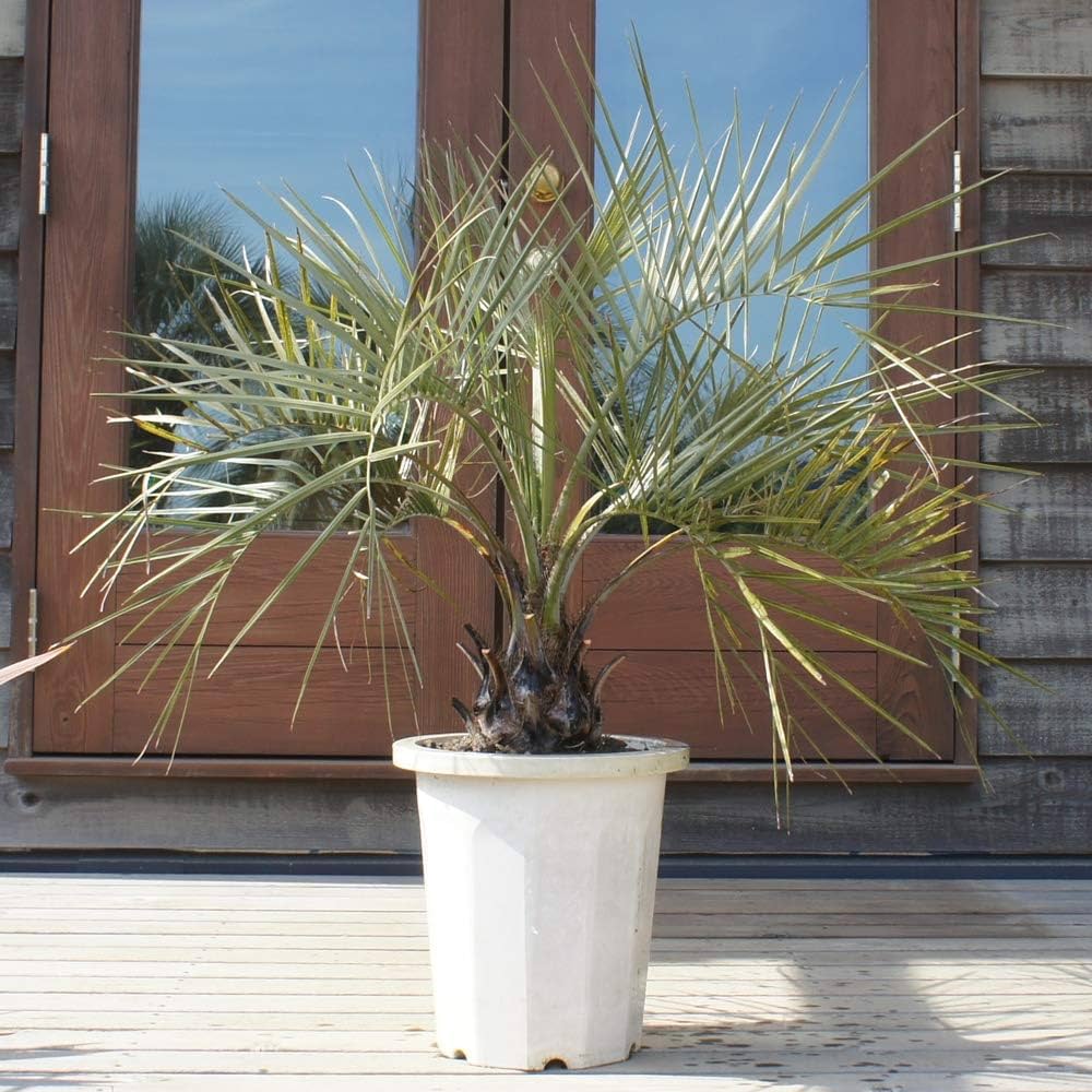 Amazon.co.jp: 耐寒性 ココスヤシ 10号 高さ約 100cm 【現品発送