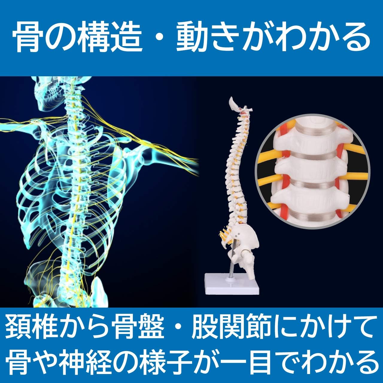脊柱模型90cm 骨格標本 スタンド付き 人体模型 カイロ 整体 整骨院