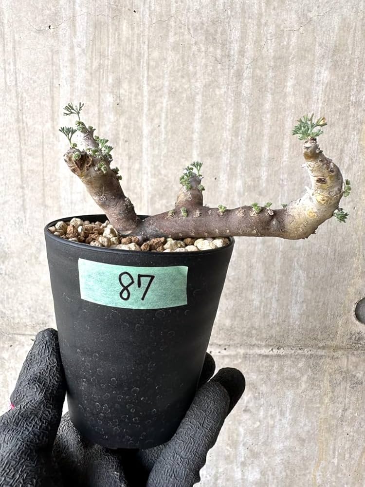 Amazon｜【現品限り】サルコカウロン・ムルチフィズム 現地株 おそらく