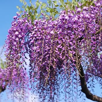 Amazon.com : Set 3 Purple Wisteria Live Plants, 6 to 12 Inches