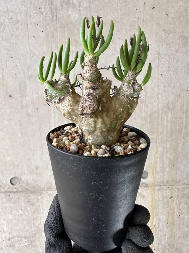 Amazon｜【現品限り】チレコドン・レティキュラータス 現地株 発根済み