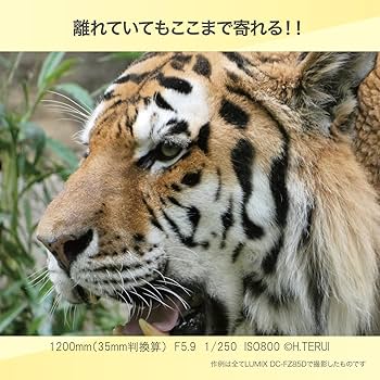 Amazon.co.jp: Panasonic LUMIX Digital Camera Optical 60x Zoom