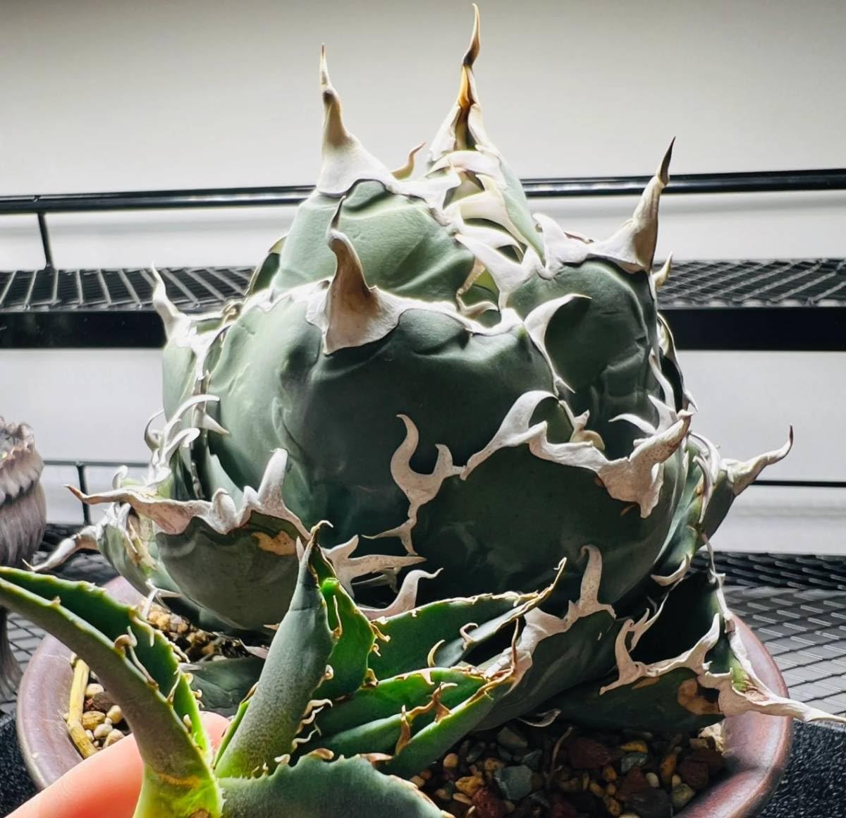 アガベ チタノタ 白妖 精選優良血統 TC子株 強棘 狂棘 希少種高級品種