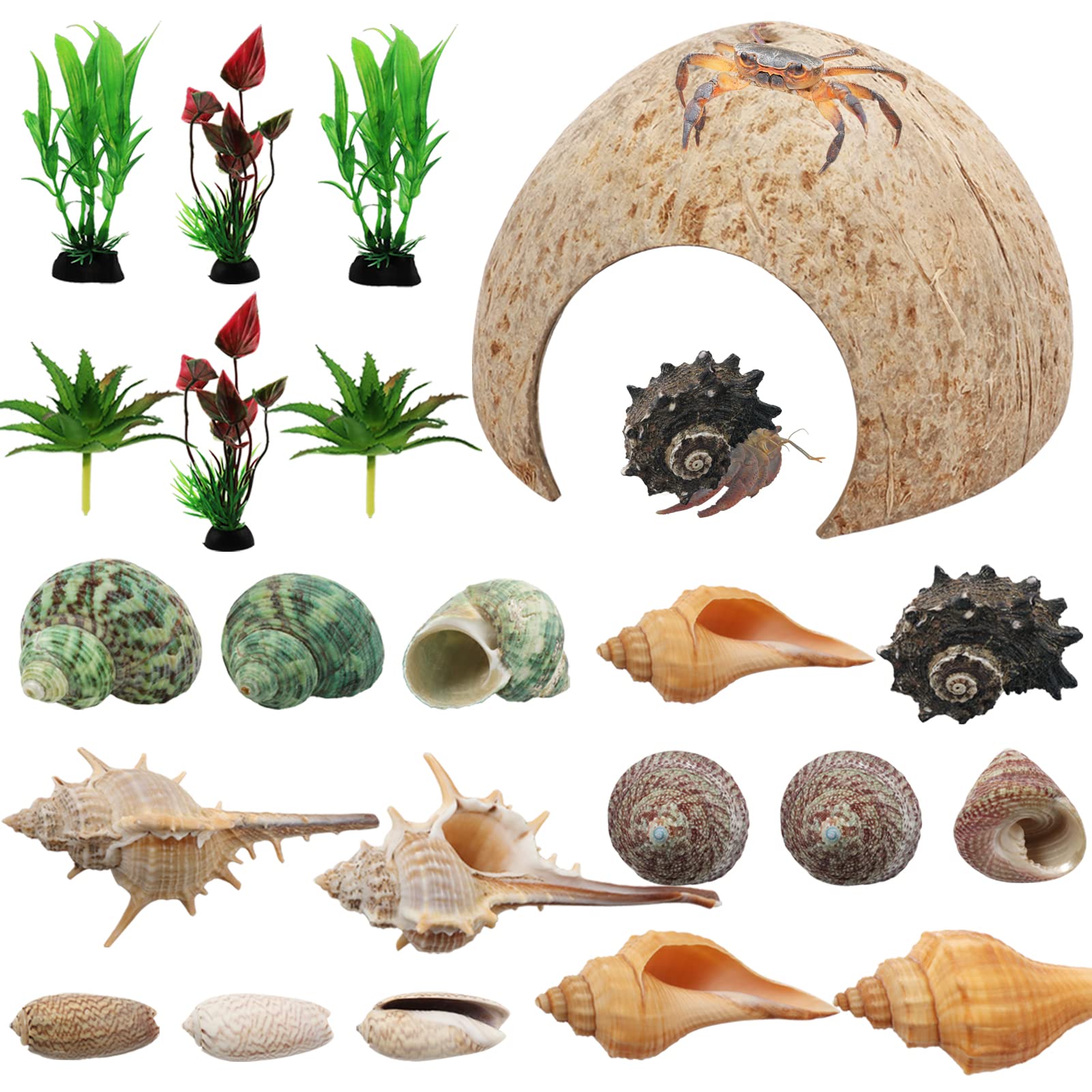 Amazon.com: PietyPet Hermit Crab Supplies - 22 pcs Shells, Natural