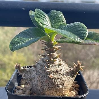 アラジン❗️ 003極上良型‼️ パキポディウム ウィンゾリー 国内実生株