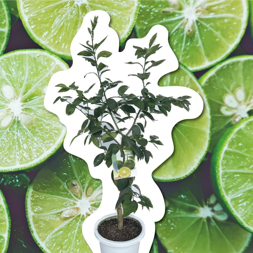 Amazon.co.jp: ライム 苗木 2年生 特選苗 接木苗 8号プラスチック製