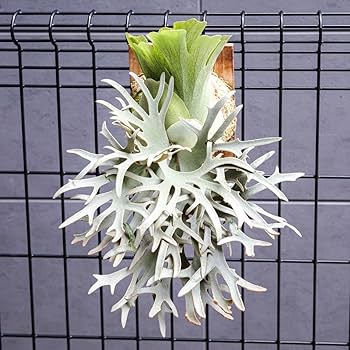 ビカクシダ セット ジェニー 金童 OMG Amazon.co.jp: P.willinckii OMG