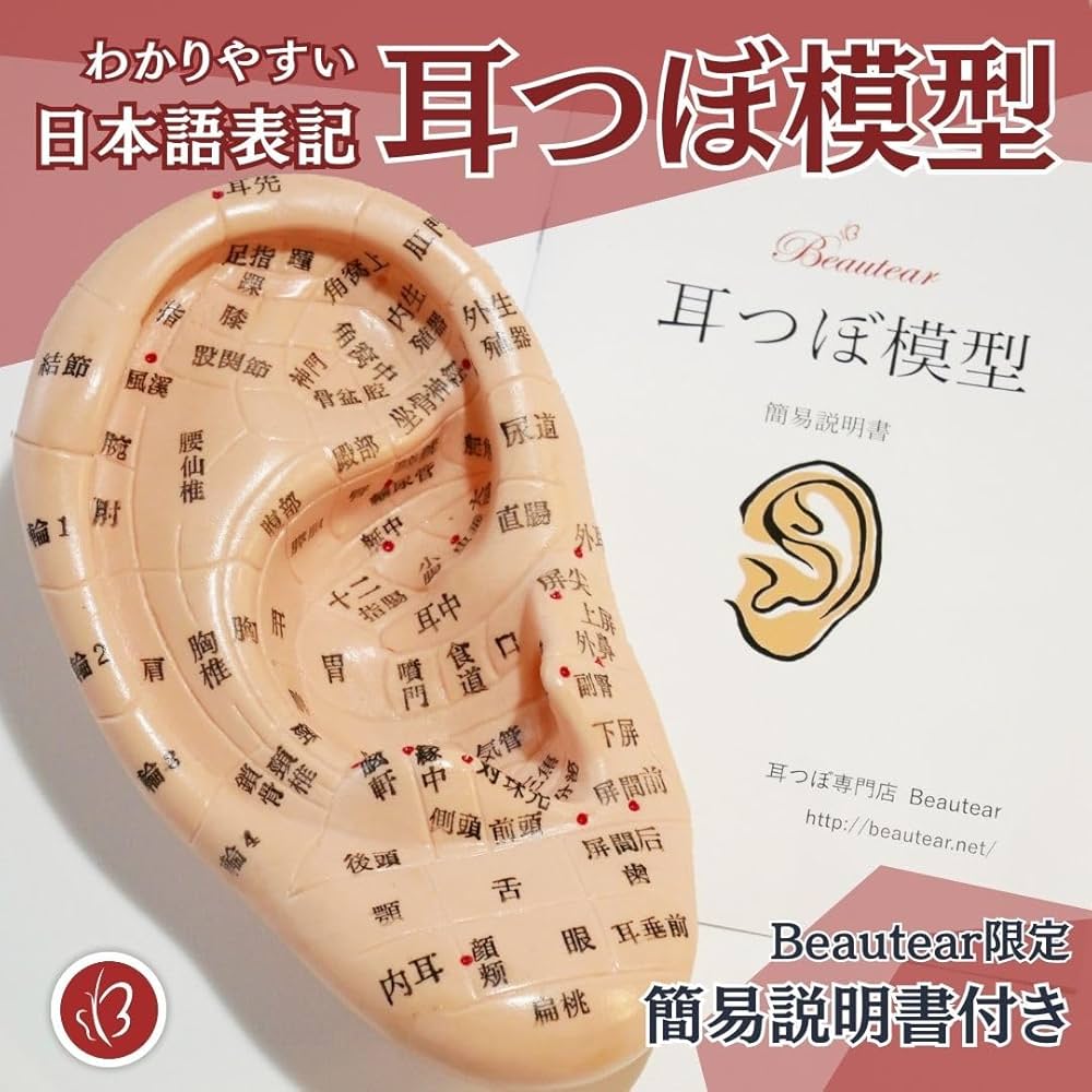 Amazon.co.jp: Beautear 耳模型 日本語版 17cm 耳つぼ模型 耳つぼ