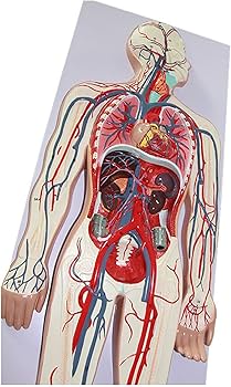 Amazon.co.jp: 自然なサイズ1/2人間の血液循環システムモデルPVC人間の