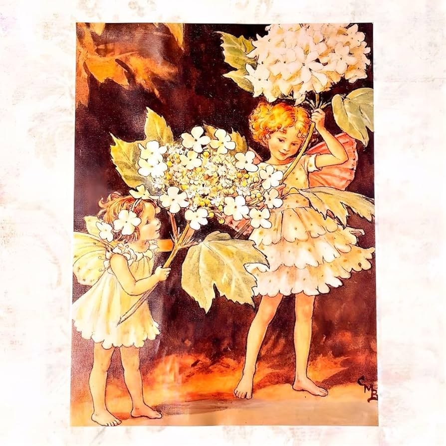 Amazon.co.jp: シシリーメアリーバーカー フラワーフェアリーズ