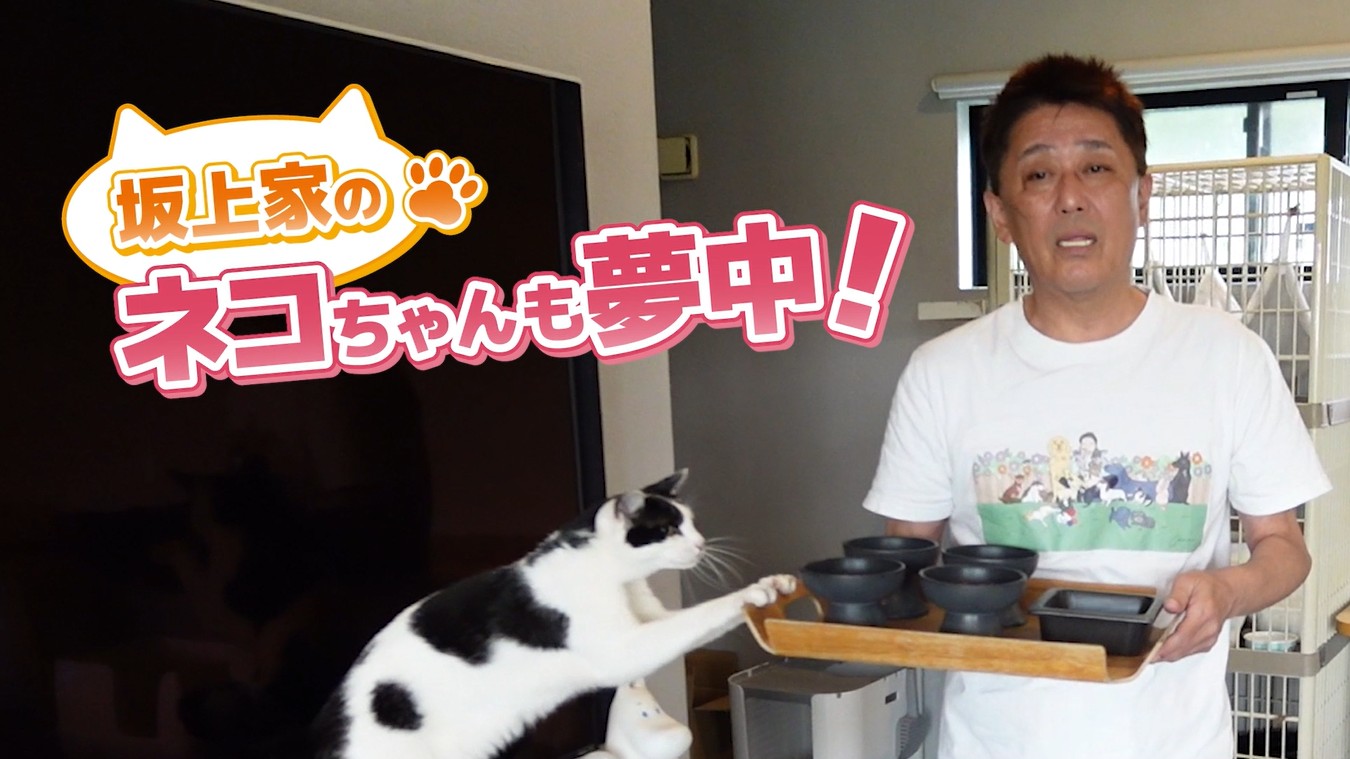 Amazon | モグニャン キャットフード ライト (1.5kg) 全猫種 1歳
